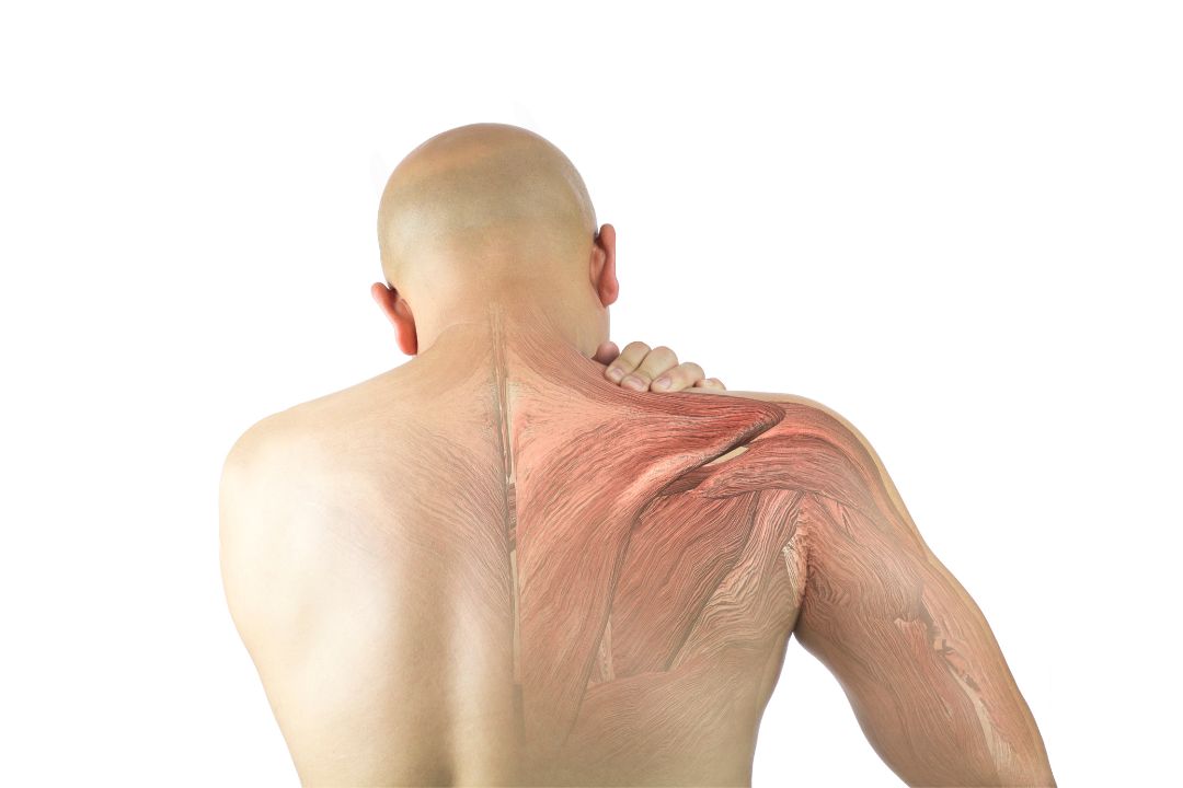 Neste artigo, discutiremos as causas, sintomas e tratamento para lesões de ligamento no ombro. Confira agora tudo sobre essas lesões !