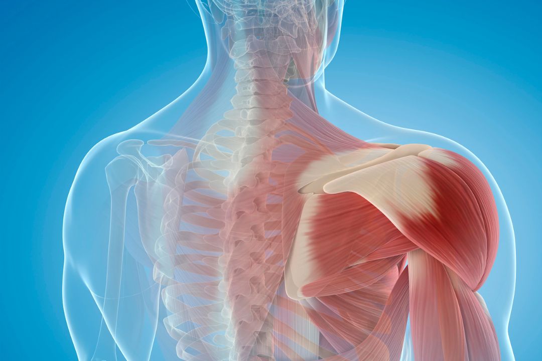Confira, neste artigo, maneiras de prevenir lesões no ombro tomando alguns cuidado e fazendo práticas bem simples. Veja agora quais são !